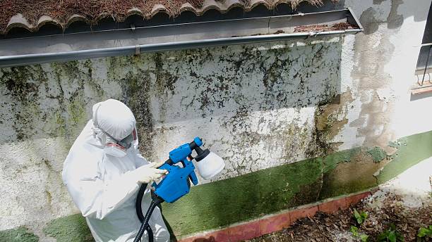 Mold Removal service in Milliken